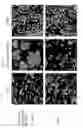 Fig. 05 - NKp46 binding proteins