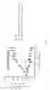 Fig. 53 - ANTIBODIES TARGETING CD32b AND METHODS OF USE THEREOF