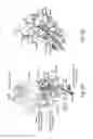 Fig. 10 - Antibody molecules to TIM-3 and uses thereof