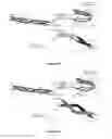 Fig. 15 - Multi-chain polypeptide-containing tri-specific binding molecules
