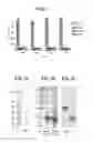 Fig. 02 - COMPOSITIONS CAPABLE OF SPECIFICALLY BINDING PARTICULAR HUMAN ANTIGEN PRESENTING MOLECULE/ ANTIGEN COMPLEXES AND USES THEREOF