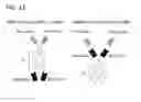 Fig. 16 - Multivalent and multispecific 41BB-binding fusion proteins