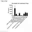 Fig. 24 - Multivalent and multispecific 41BB-binding fusion proteins