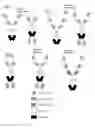 Fig. 02 - MULTIVALENT AND MULTISPECIFIC OX40-BINDING FUSION PROTEINS