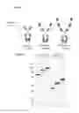 Fig. 06 - MULTIVALENT AND MULTISPECIFIC OX40-BINDING FUSION PROTEINS