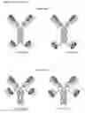 Fig. 02 - MULTI-SPECIFIC ANTIBODY CONSTRUCTS
