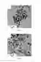 Fig. 04 - Monodispersed carboxylate functionalized gold nanoparticles and their size controlled preparation using pamoic acid as a reducing and capping reagent