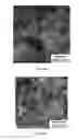 Fig. 16 - Monodispersed carboxylate functionalized gold nanoparticles and their size controlled preparation using pamoic acid as a reducing and capping reagent