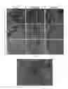 Fig. 02 - SPECIFIC MEDIUM FOR LONG-TERM MAINTENANCE AND PROLIFERATION SUBCULTURE OF HUMAN HEPATOCYTES AND CULTURE METHOD