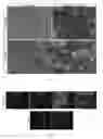 Fig. 05 - SPECIFIC MEDIUM FOR LONG-TERM MAINTENANCE AND PROLIFERATION SUBCULTURE OF HUMAN HEPATOCYTES AND CULTURE METHOD