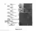 Fig. 02 - Induced pluripotent cell-derived oligodendrocyte progenitor cells for the treatment of myelin disorders