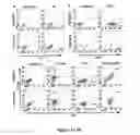 Fig. 07 - Induced pluripotent cell-derived oligodendrocyte progenitor cells for the treatment of myelin disorders