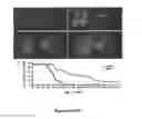 Fig. 10 - Induced pluripotent cell-derived oligodendrocyte progenitor cells for the treatment of myelin disorders