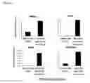 Fig. 04 - METHOD FOR PRODUCING MESOTHELIAL CELLS AND A CELL SHEET FOR PREVENTING ADHESION