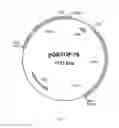 Fig. 02 - Proline-specific endoprotease and use thereof