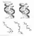 Fig. 45 - Templated molecules and methods for using such molecules