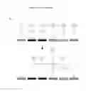Fig. 70 - Templated molecules and methods for using such molecules