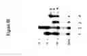 Fig. 85 - Templated molecules and methods for using such molecules