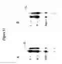 Fig. 86 - Templated molecules and methods for using such molecules