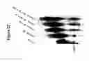 Fig. 87 - Templated molecules and methods for using such molecules