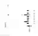 Fig. 89 - Templated molecules and methods for using such molecules