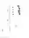 Fig. 96 - Templated molecules and methods for using such molecules