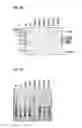 Fig. 16 - Programmable RNA shredding by the type III-A CRISPR-Cas system of 