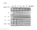 Fig. 19 - Programmable RNA shredding by the type III-A CRISPR-Cas system of 