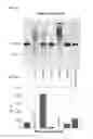 Fig. 44 - Programmable RNA shredding by the type III-A CRISPR-Cas system of 