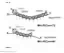 Fig. 46 - Programmable RNA shredding by the type III-A CRISPR-Cas system of 