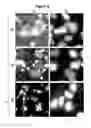 Fig. 04 - Bacteria-based protein delivery