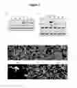 Fig. 08 - Bacteria-based protein delivery