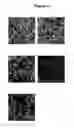 Fig. 30 - Bacteria-based protein delivery