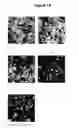 Fig. 32 - Bacteria-based protein delivery