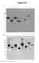 Fig. 35 - Bacteria-based protein delivery