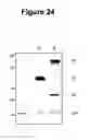 Fig. 37 - Bacteria-based protein delivery
