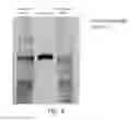 Fig. 11 - METHODS FOR TARGETED MODIFICATION OF GENOMIC DNA