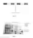 Fig. 12 - METHODS FOR TARGETED MODIFICATION OF GENOMIC DNA