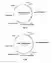 Fig. 10 - Polypeptides having catalase activity and polynucleotides encoding same