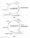 Fig. 11 - Polypeptides having catalase activity and polynucleotides encoding same
