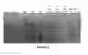 Fig. 09 - High molecular weight heparosan polymers and methods of production of use thereof