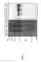 Fig. 02 - METHOD FOR PREPARATIVE IN VITRO PROTEIN BIOSYNTHESIS