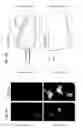 Fig. 08 - Genetically encoded fluorescent sensors for detecting intracellular signalling through diacylglycerol pathways