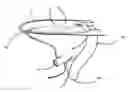 Fig. 01 - Helical drain for a toilet