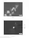 Fig. 06 - COMPOSITES CONTAINING ALIGNED CARBON NANOTUBES, METHODS OF MANUFACTURE AND APPLICATIONS THEREOF
