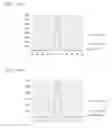 Fig. 03 - Evaluation method for bulk silicon carbide single crystals and reference silicon carbide single crystal used in said method