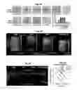 Fig. 05 - Whole-body tissue stabilization and selective extractions via tissue-hydrogel hybrids for high resolution intact circuit mapping and phenotyping