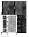 Fig. 06 - Whole-body tissue stabilization and selective extractions via tissue-hydrogel hybrids for high resolution intact circuit mapping and phenotyping