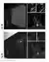 Fig. 10 - Whole-body tissue stabilization and selective extractions via tissue-hydrogel hybrids for high resolution intact circuit mapping and phenotyping