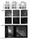 Fig. 14 - Whole-body tissue stabilization and selective extractions via tissue-hydrogel hybrids for high resolution intact circuit mapping and phenotyping